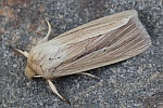 Stumpffl�gel-Graseule (Mythimna impura)