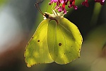 Zitronenfalter (Gonepteryx rhamni)