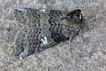 Pappel-Eulenspinner (Tethea or)