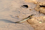 Ringelnatter (Natrix natrix)