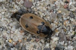 Vierpunktiger Aaskäfer (Dendroxena quadrimaculata)