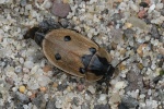 Vierpunktiger Aaskfer (Dendroxena quadrimaculata)
