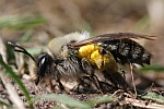 Weidensandbiene (Andrena vaga)