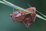 Gro�e Schneckenspinner (Apoda limacodes)