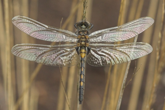 Kleine Moosjungfer (Leucorrhinia dubia)