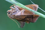 Gro�e Schneckenspinner (Apoda limacodes)