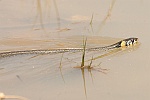 Ringelnatter (Natrix natrix)