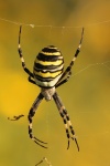 Wespenspinne (Argiope bruennichi)