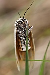 Gestreifter Grasbr (Coscinia striata)