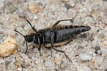 Vierpunktiger Aaskfer (Dendroxena quadrimaculata)