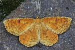 Schlehenspanner (Angerona prunaria)