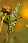 Grnes Heupferd (Tettigonia viridissima)