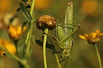 Grünes Heupferd (Tettigonia viridissima) Grünes Heupferd (Tettigonia viridissima)