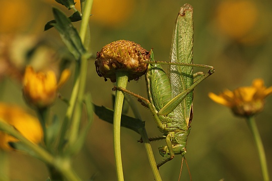 Grnes Heupferd (Tettigonia viridissima)