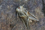Achat-Eulenspinner (Habrosyne pyritoides)