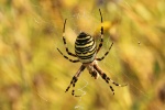 Wespenspinne (Argiope bruennichi) Wespenspinne (Argiope bruennichi)