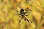 Wespenspinne (Argiope bruennichi)