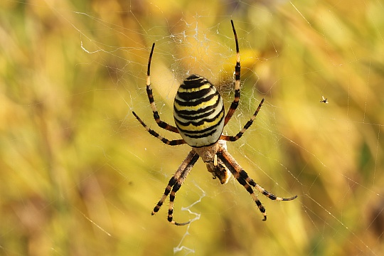 Wespenspinne (Argiope bruennichi)