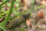 Schierlingsrssler (Lixus iridis)