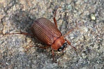 Rotbrauner Laubk�fer (Serica brunnea)