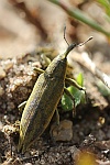 Schierlingsrssler (Lixus iridis)