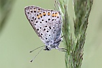 Brauner Feuerfalter (Lycaena tityrus)