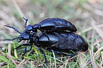 Schwarzblauer lkfer (Meloe proscarabaeus)