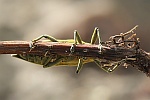 Schierlingsrüssler (Lixus iridis)