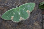 Pustelspanner (Comibaena bajularia)