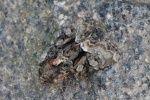 Buntes Halmeulchen (Oligia versicolor)