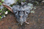 Buntes Halmeulchen (Oligia versicolor)