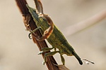Schierlingsrssler (Lixus iridis)