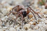 Plattbauchspinne (Drassodes sp)