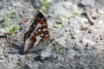 Gro�er Schillerfalter (Apatura iris)