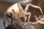 Vierfleck-Radnetzzspinne (Araneus quadratus)