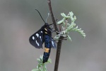 Weifleckwidderchen (Amata phegea)
