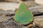 Brombeerzipfelfalter (Callophrys rubi)