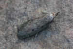 Hummelnestmotte (Aphomia sociella)
