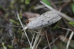 Hummelnestmotte (Aphomia sociella)