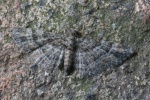 Rotgeb�nderter Bl�tenspanner (Gymnoscelis rufifasciata)