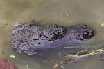 Gelbbauchunke (Bombina variegata)