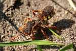 Rothaarige Wespenbiene (Nomada lathburiana)