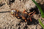 Rothaarige Wespenbiene (Nomada lathburiana)
