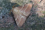Ringelspinner (Malacosoma neustria)