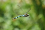 Groe Knigslibelle (Anax imperator)