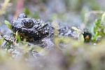 Gelbbauchunke (Bombina variegata)