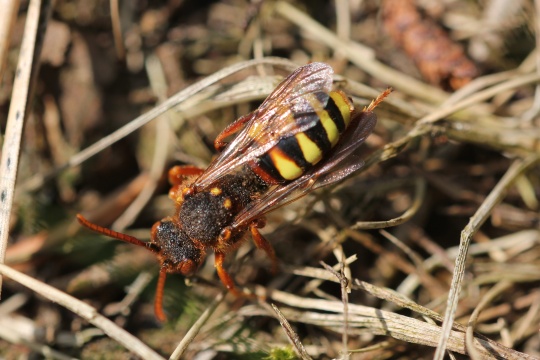 Rothaarige Wespenbiene (Nomada lathburiana)