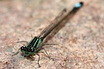 Groe Pechlibelle (Ischnura elegans)