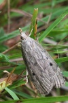 Hummelnestmotte (Aphomia sociella)