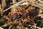 Rothaarige Wespenbiene (Nomada lathburiana)
